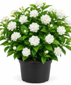 Grand Duke Jasmine Live Plant, Double White Flower Bush, 1-2 Ft Tall, 1 Gallon Pot - Image 1