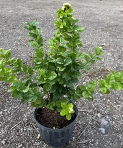 Grand Duke Jasmine Live Plant, Double White Flower Bush, 1-2 Ft Tall, 1 Gallon Pot - Image 5