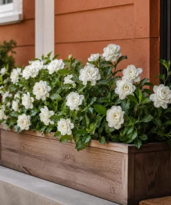 Grand Duke Jasmine Live Plant - Fragrant White Flowers, 4-8 Inch Tall - Image 5