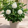 Grand Duke Jasmine Live Plant - Fragrant White Flowers, 4-8 Inch Tall - Image 1