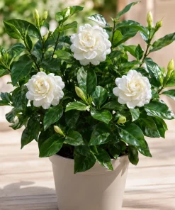 Grand Duke Jasmine Live Plant - Fragrant White Flowers, 4-8 Inch Tall - Image 1