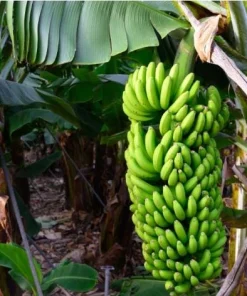 Grand Nain Banana Live Plant - Cold Hardy Banana Tree, 4-6 Inch Tall Outdoor - Image 2