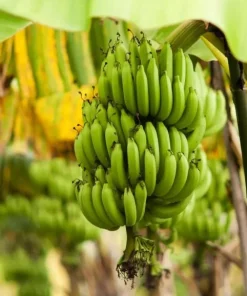 Grand Nain Banana Live Plant - Cold Hardy Banana Tree, 4-6 Inch Tall Outdoor - Image 3