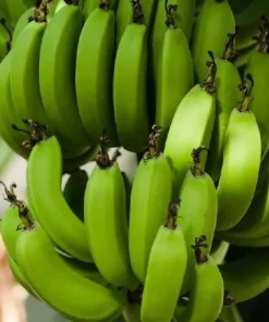 Grand Nain Banana Live Plant - Cold Hardy Banana Tree, 4-6 Inch Tall Outdoor - Image 4