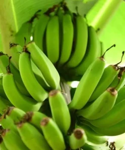 Grand Nain Banana Live Plant - Cold Hardy Banana Tree, 4-6 Inch Tall Outdoor - Image 5