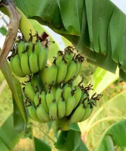 Grand Nain Banana Live Plant - Cold Hardy Banana Tree, 4-6 Inch Tall Outdoor - Image 6