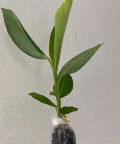 Grand Nain Banana Live Plant - Cold Hardy Banana Tree, 4-6 Inch Tall Outdoor - Image 7