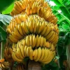 Grand Nain Banana Live Plant - Cold Hardy Banana Tree, 4-6 Inch Tall Outdoor - Image 1