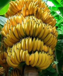 Grand Nain Banana Live Plant - Cold Hardy Banana Tree, 4-6 Inch Tall Outdoor - Image 1