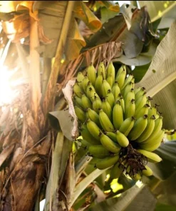 Grand Nain Banana Plant - Dwarf Fruit Tree Musa - Live Plant, 4-6 Inch, Fast Fruiting, Indoor/Outdoor - Image 10