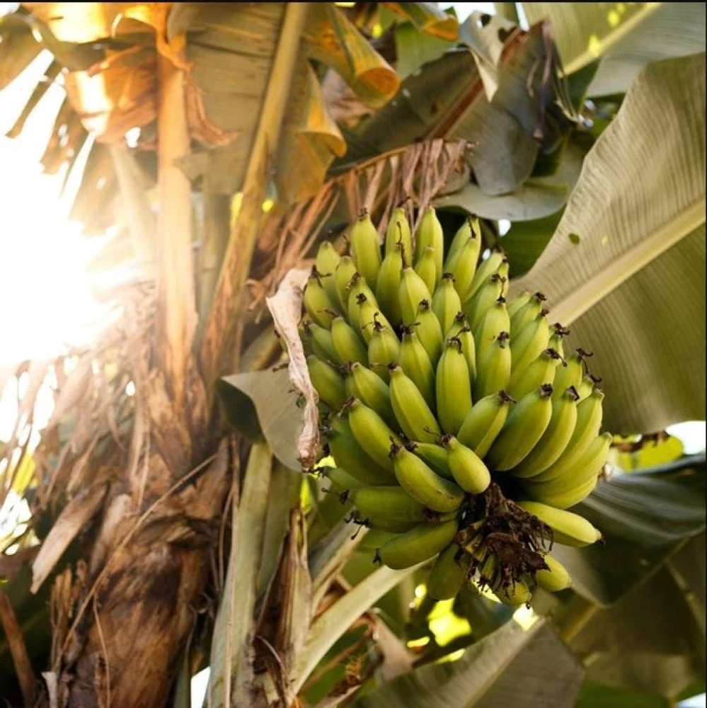 Grand Nain Banana Plant - Dwarf Fruit Tree Musa - Live Plant, 4-6 Inch, Fast Fruiting, Indoor/Outdoor - Image 10
