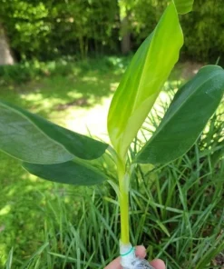 Grand Nain Banana Plant - Dwarf Fruit Tree Musa - Live Plant, 4-6 Inch, Fast Fruiting, Indoor/Outdoor - Image 2