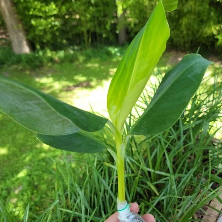 Grand Nain Banana Plant - Dwarf Fruit Tree Musa - Live Plant, 4-6 Inch, Fast Fruiting, Indoor/Outdoor - Image 2