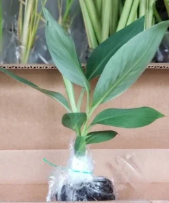 Grand Nain Banana Plant - Dwarf Fruit Tree Musa - Live Plant, 4-6 Inch, Fast Fruiting, Indoor/Outdoor - Image 3