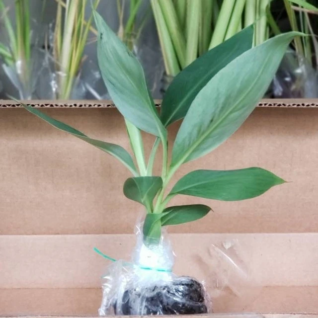 Grand Nain Banana Plant - Dwarf Fruit Tree Musa - Live Plant, 4-6 Inch, Fast Fruiting, Indoor/Outdoor - Image 3