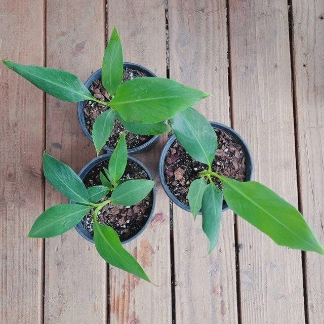 Grand Nain Banana Plant - Dwarf Fruit Tree Musa - Live Plant, 4-6 Inch, Fast Fruiting, Indoor/Outdoor - Image 4