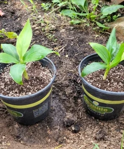Grand Nain Banana Plant - Dwarf Fruit Tree Musa - Live Plant, 4-6 Inch, Fast Fruiting, Indoor/Outdoor - Image 5