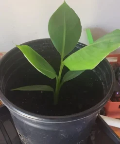 Grand Nain Banana Plant - Dwarf Fruit Tree Musa - Live Plant, 4-6 Inch, Fast Fruiting, Indoor/Outdoor - Image 6