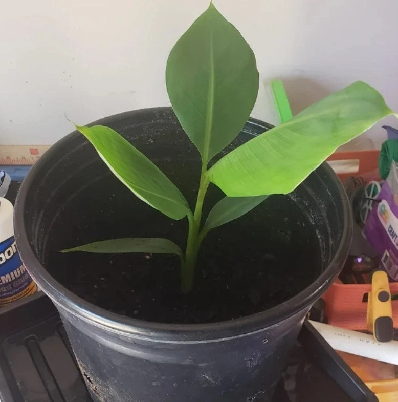 Grand Nain Banana Plant - Dwarf Fruit Tree Musa - Live Plant, 4-6 Inch, Fast Fruiting, Indoor/Outdoor - Image 6