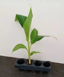 Grand Nain Banana Plant - Dwarf Fruit Tree Musa - Live Plant, 4-6 Inch, Fast Fruiting, Indoor/Outdoor - Image 7