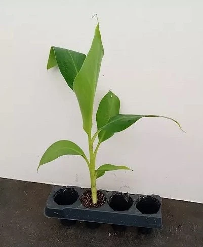 Grand Nain Banana Plant - Dwarf Fruit Tree Musa - Live Plant, 4-6 Inch, Fast Fruiting, Indoor/Outdoor - Image 7