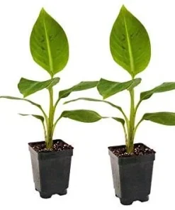 Grand Nain Banana Plant - Dwarf Fruit Tree Musa - Live Plant, 4-6 Inch, Fast Fruiting, Indoor/Outdoor - Image 8