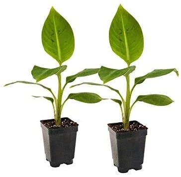Grand Nain Banana Plant - Dwarf Fruit Tree Musa - Live Plant, 4-6 Inch, Fast Fruiting, Indoor/Outdoor - Image 8