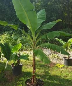 Grand Nain Banana Plant - Dwarf Fruit Tree Musa - Live Plant, 4-6 Inch, Fast Fruiting, Indoor/Outdoor - Image 9