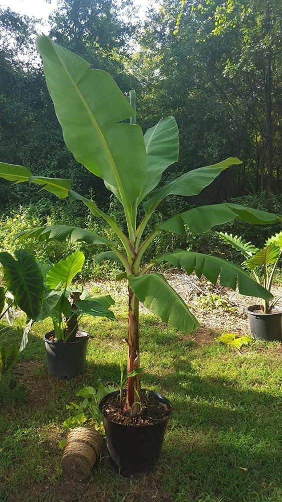 Grand Nain Banana Plant - Dwarf Fruit Tree Musa - Live Plant, 4-6 Inch, Fast Fruiting, Indoor/Outdoor - Image 9