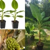 Grand Nain Banana Plant - Dwarf Fruit Tree Musa - Live Plant, 4-6 Inch, Fast Fruiting, Indoor/Outdoor - Image 1