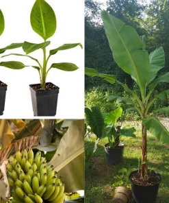 Grand Nain Banana Plant - Dwarf Fruit Tree Musa - Live Plant, 4-6 Inch, Fast Fruiting, Indoor/Outdoor - Image 1