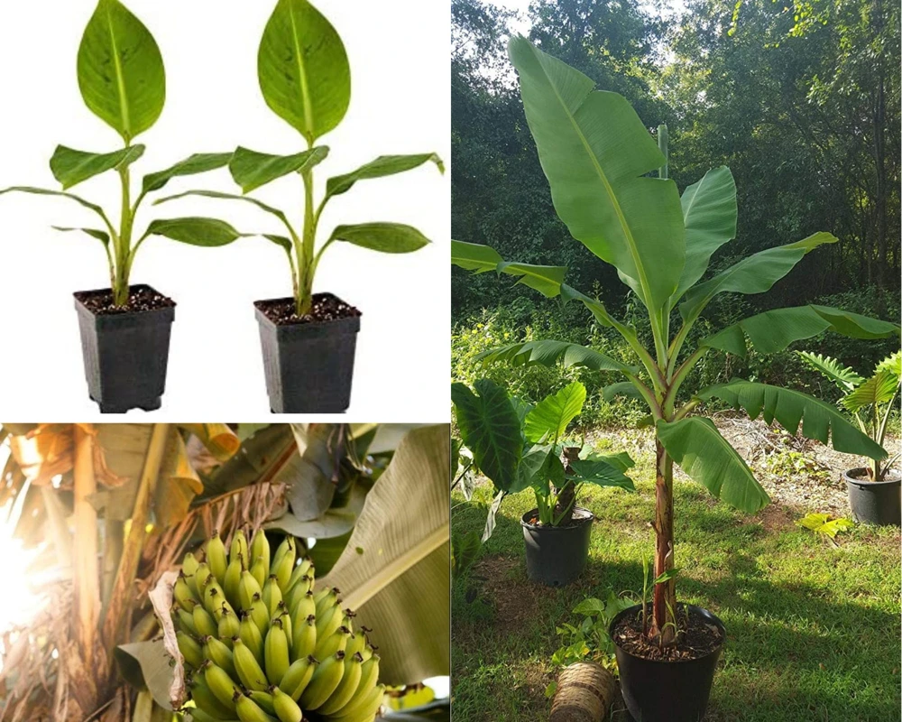 Grand Nain Banana Plant - Dwarf Fruit Tree Musa - Live Plant, 4-6 Inch, Fast Fruiting, Indoor/Outdoor - Image 1