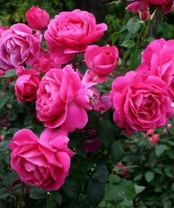 Grande Dame Deep Pink Rose Live Plant – Hybrid Tea Rose Bush – Fragrant, 4-6 Inch Tall - Image 2