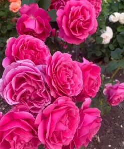 Grande Dame Deep Pink Rose Live Plant – Hybrid Tea Rose Bush – Fragrant, 4-6 Inch Tall - Image 3