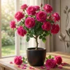 Grande Dame Deep Pink Rose Live Plant – Hybrid Tea Rose Bush – Fragrant, 4-6 Inch Tall - Image 1