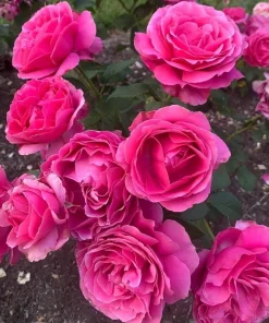 Grande Dame Deep Pink Rose Live Plant – Hybrid Tea Rose Bush – Fragrant, 4-6 Inch Tall - Image 4