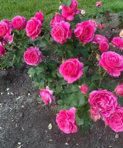 Grande Dame Deep Pink Rose Live Plant – Hybrid Tea Rose Bush – Fragrant, 4-6 Inch Tall - Image 5