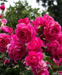 Grande Dame Deep Pink Rose Live Plant – Hybrid Tea Rose Bush – Fragrant, 4-6 Inch Tall - Image 6