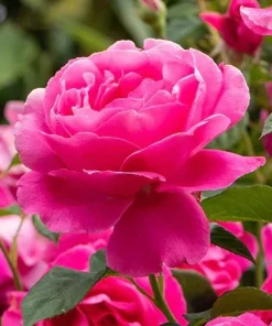 Grande Dame Deep Pink Rose Live Plant – Hybrid Tea Rose Bush – Fragrant, 4-6 Inch Tall - Image 7