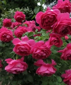 Grande Dame Deep Pink Rose Live Plant – Hybrid Tea Rose Bush – Fragrant, 4-6 Inch Tall - Image 8