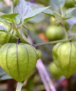 Grande Rio Verde Tomatillo Seeds - 200 Count Green Physalis Ixocarpa - Image 2