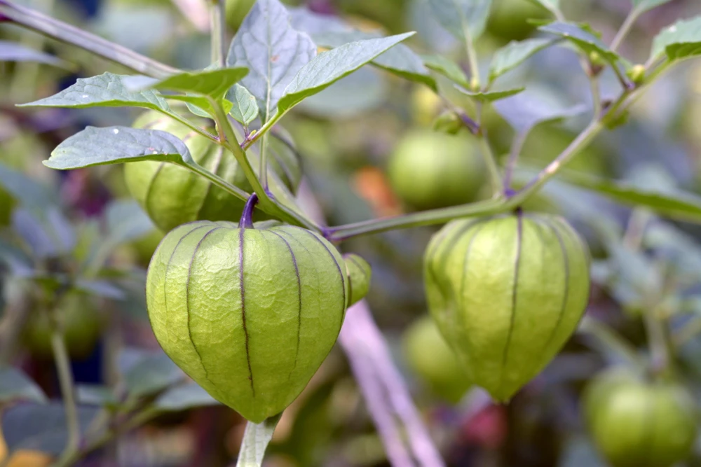Grande Rio Verde Tomatillo Seeds - 200 Count Green Physalis Ixocarpa - Image 2