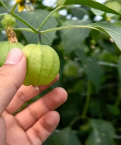 Grande Rio Verde Tomatillo Seeds - 200 Count Green Physalis Ixocarpa - Image 3