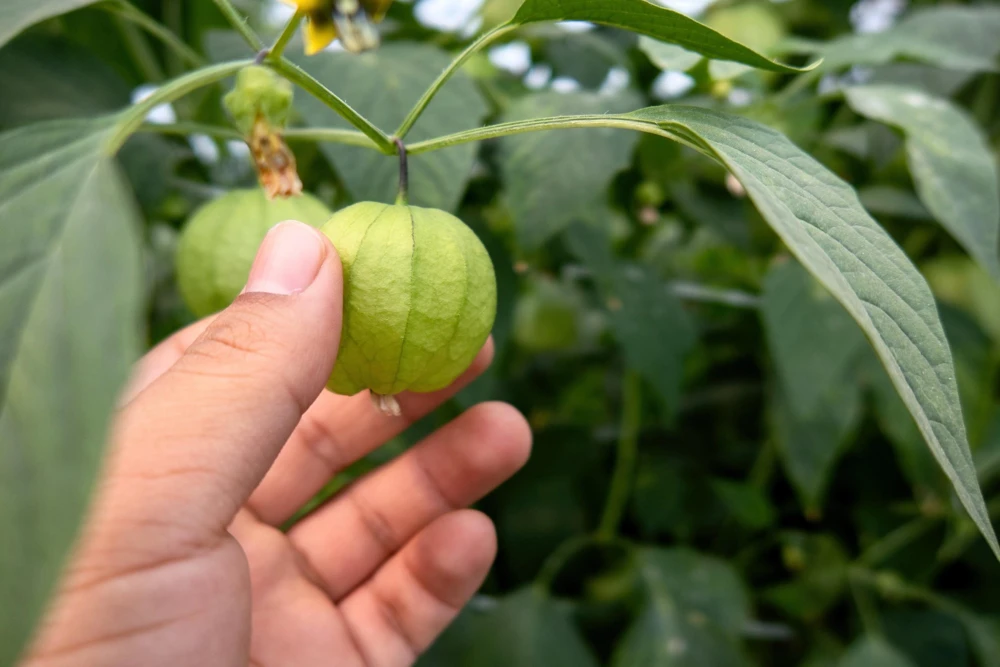 Grande Rio Verde Tomatillo Seeds - 200 Count Green Physalis Ixocarpa - Image 3