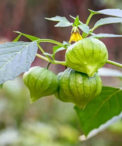 Grande Rio Verde Tomatillo Seeds - 200 Count Green Physalis Ixocarpa - Image 4