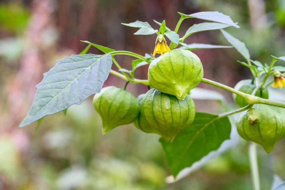 Grande Rio Verde Tomatillo Seeds - 200 Count Green Physalis Ixocarpa - Image 4