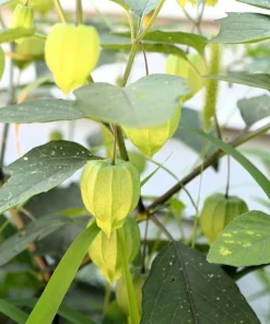 Grande Rio Verde Tomatillo Seeds - 200 Count Green Physalis Ixocarpa - Image 5