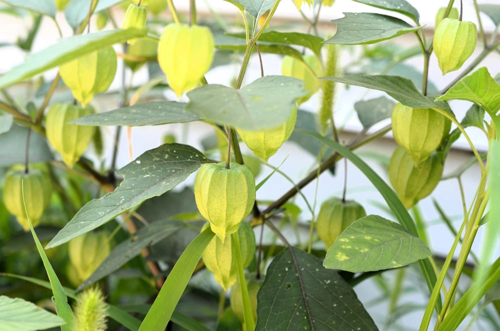 Grande Rio Verde Tomatillo Seeds - 200 Count Green Physalis Ixocarpa - Image 5