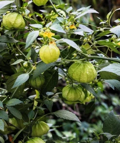 Grande Rio Verde Tomatillo Seeds - 200 Count Green Physalis Ixocarpa - Image 6