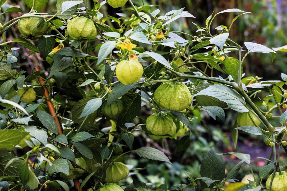 Grande Rio Verde Tomatillo Seeds - 200 Count Green Physalis Ixocarpa - Image 6